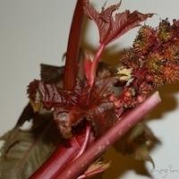 2009.05.13-033.JPG
