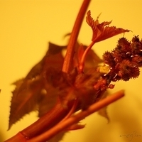 2009.05.13-034.JPG