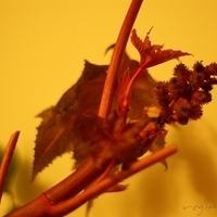 2009.05.13-035.JPG