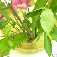 2009.05.19-002.JPG