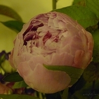 2009.05.19-011.JPG