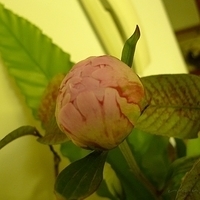 2009.05.19-013.JPG