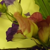 2009.05.19-014.JPG