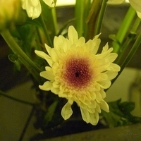 2009.05.26-003.JPG