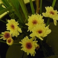 2009.05.26-006.JPG
