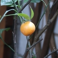 2008.03.22-A350-002.jpg