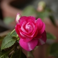 2008.03.22-A350-003.jpg