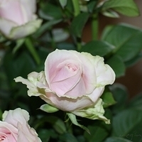2009.05.15-001.jpg