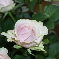 2009.05.15-002.jpg