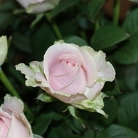 2009.05.15-003.jpg