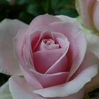 2009.05.16-001.jpg