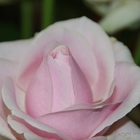 2009.05.18-005.jpg