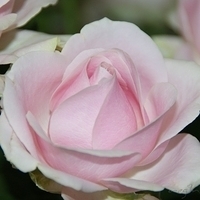 2009.05.18-007.jpg