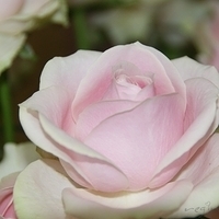 2009.05.18-009.jpg