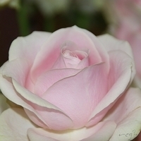 2009.05.18-012.jpg