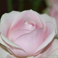 2009.05.18-013.jpg