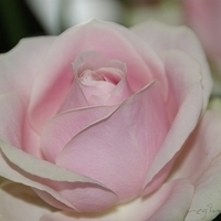 2009.05.18-019.jpg