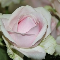 2009.05.18-020.jpg