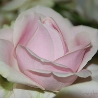 2009.05.18-023.jpg