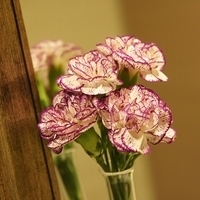 2010.05.10-001.JPG