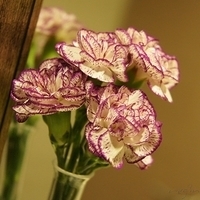 2010.05.10-002.JPG