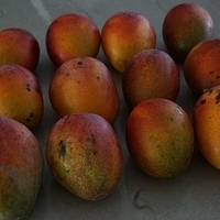 2013.06.26-mango-001.JPG