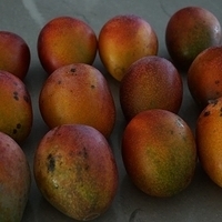 2013.06.26-mango-002.JPG