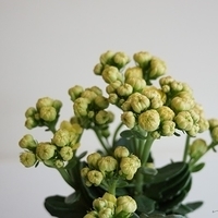 2014.02.04-001.JPG