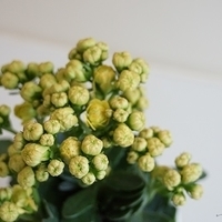 2014.02.04-003.JPG