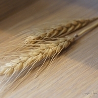 2012.10.28-koucheese-020.JPG