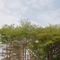 2012.04.05-lilifruit-004.JPG