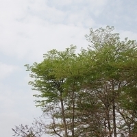 2012.04.05-lilifruit-005.JPG
