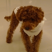 Kirby.2010.12.11-005.JPG