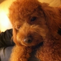 Kirby.2011.12.04-031.JPG