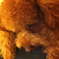 Kirby.2011.12.04-034.JPG