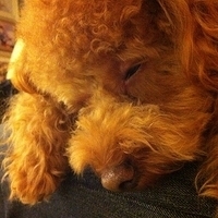 Kirby.2011.12.04-038.JPG