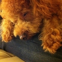 Kirby.2011.12.04-039.JPG