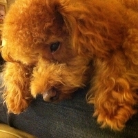 Kirby.2011.12.04-041.JPG