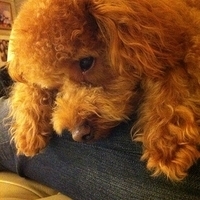 Kirby.2011.12.04-042.JPG