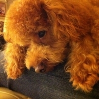 Kirby.2011.12.04-043.JPG