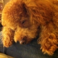 Kirby.2011.12.04-045.JPG