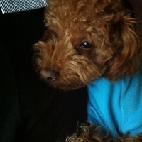 Kirby.2011.12.11-011.JPG