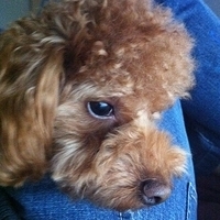 Kirby.2011.12.14-001.JPG