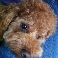 Kirby.2011.12.14-002.JPG