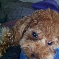 Kirby.2011.12.14-004.JPG