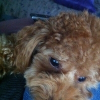 Kirby.2011.12.14-005.JPG