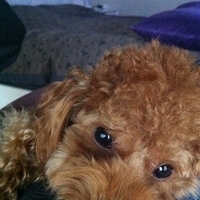 Kirby.2011.12.14-006.JPG