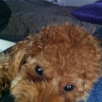 Kirby.2011.12.14-007.JPG