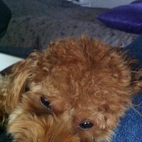 Kirby.2011.12.14-008.JPG
