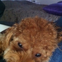 Kirby.2011.12.14-009.JPG